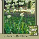 Star of Bethlehem 3 Bulbs 1416 cm Ornithogalum arabicum