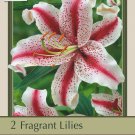 Dizzy Oriental Lily 2 Bulbs 1618cm BiColored Brilliance