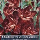 The Chocolate Gladiolus 8 Bulbs Milky Chocolate Lavender 14+ cm