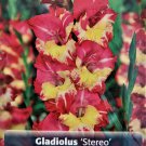 Stereo Border Gladiolus 8 Bulbs NEW Unique Blooms 14+ cm Bulbs