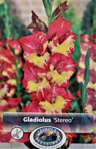 Stereo Border Gladiolus 8 Bulbs NEW Unique Blooms 14+ cm Bulbs