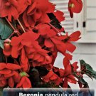 Pendula Red Begonia 2 Bulbs 56 cm Great in Hanging Baskets