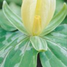 Yellow Trillium luteum Yellow Wake Robin 2 Bulbs (Pips) Top Size