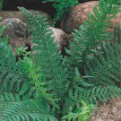 Christmas Fern Polystichum acrostichoides Shade Loving 2 Top Size Roots
