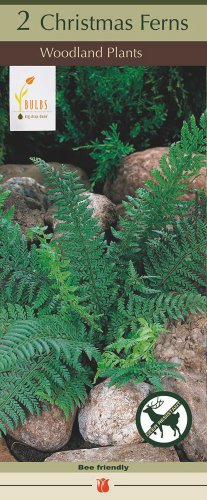 Christmas Fern Polystichum acrostichoides Shade Loving 2 Top Size Roots