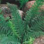 Christmas Fern Polystichum acrostichoides Shade Loving 2 Top Size Roots