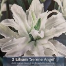 Serene Angel Double Oriental Lily 2 Bulbs 1618 cm Double White