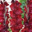Gladiolus Merlot Ice 10 Bulbs NEW Petite 1214 cm Deep Red