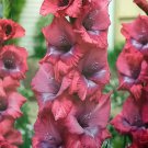 Lumierre Large Flowering Gladiolus 10 Bulbs 1214 cm