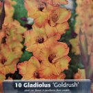 Goldrush Large Flowering Gladiolus 10 Bulbs 1214 cm