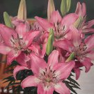 Trendy Nicosia Domingo Asiatic Lily 3 Bulbs 1416cm Bulbs NEW