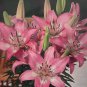 Trendy Nicosia Domingo Asiatic Lily 3 Bulbs 1416cm Bulbs NEW