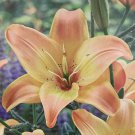 Easy Fantasy Asiatic Lily 3 Bulbs YellowApricot Blooms 1416cm Bulbs