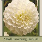 Boom Boom White Giant Ball Dahlia 2 Root Clumps Snowy White