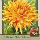 Striped Vulcan Dahlia 2 Root Clumps Semi Cactus