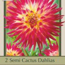 Tahiti Sunrise Dahlia 2 Root Clumps Vibrant Color