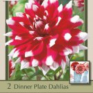Red Empire Decorative Dahlia 2 Bulb Clumps