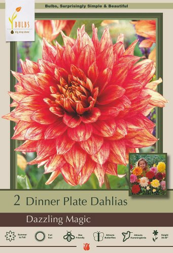 Dazzling Magic Decorative Dinnerplate Dahlia 2 Bulb Clumps