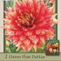 Dazzling Magic Decorative Dinnerplate Dahlia 2 Bulb Clumps