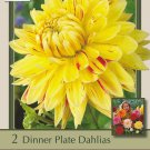 Cambridge Dinnerplate Dahlia 2 Bulb Clumps Bright Yellow