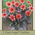 Dark Angel Dahlia Dragon Ball 2 Root Clumps Dark Foliage Compact Growth