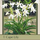White Powell's Crinum Cape Lily 1 Bulb 24+ cm