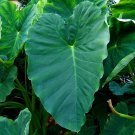 Elephant Ear 1 Large Bulb 1315" Colocasia esculenta