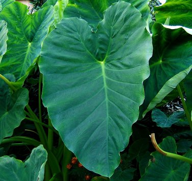 Elephant Ear 1 Large Bulb 1315" Colocasia esculenta