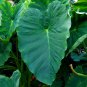 Elephant Ear 1 Large Bulb 1315" Colocasia esculenta