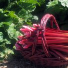 Crimson Red Rhubarb Perennial Easy to grow Bare Root