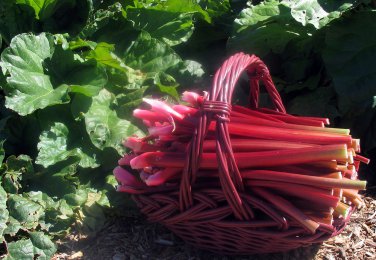 Crimson Red Rhubarb Perennial Easy to grow Bare Root