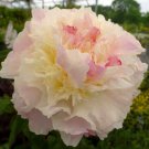 Shirley Temple Peony Fragrant Blush pink to white 23 Eye Bareoot