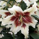 Zeba Trumpet Lily 3 Bulbs 1416cm Bulbs NEW