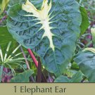 White Lava Elephant Ear 1 Bulb 911" Colocasia Cream Markings