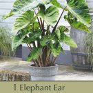 Mojito Elephant Ear 1 Bulb 911" Colocasia