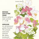 Heirloom Honesty Money Plant Seeds 650 mg (25 seeds)