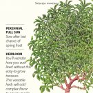 Winter Savory Seeds 200 mg Perennial