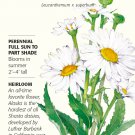 Alaska Shasta Daisy Seeds 250 mg Perennial