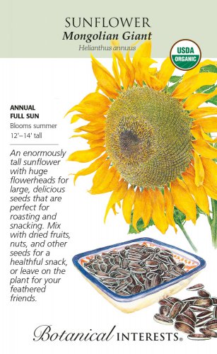 Organic Mongolian Giant Sunflower Seeds 12 Grams