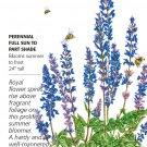 Violet Queen Salvia Seeds 150 Mg