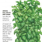 Everleaf Emerald Towers Basil Seeds 20 Seeds
