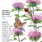 Wild Bergamot Seeds Heirloom, Native 100 Mg