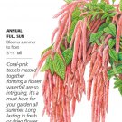 Coral Fountain LoveLiesBleeding Amaranth Seeds 200 Mg