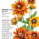 Cherokee Sunset BlackEyed Susan Seeds 20 Seeds