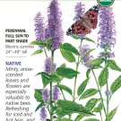 Organic Anise Hyssop Seeds Heirloom 100 Mg