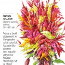 Pampas Plume Tall Blend Celosia Seeds 30 mg