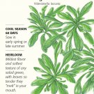Big Seeded Corn Salad Mache Seeds 1.5 grams