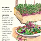 Early Wonder Tall Top Beet Microgreen Seeds 20 grams