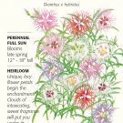 Cottage Pinks Rainbow Loveliness Seeds 100 mg