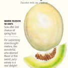 Sweet Delight Honeydew Melon Seeds 1 gram Botanical Interests
